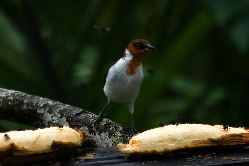 红顶蜡嘴鹀(Paroaria gularis)
