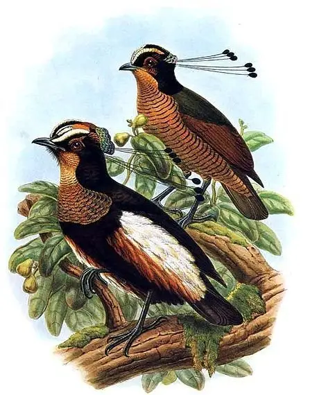 白胁六线风鸟(Parotia carolae)