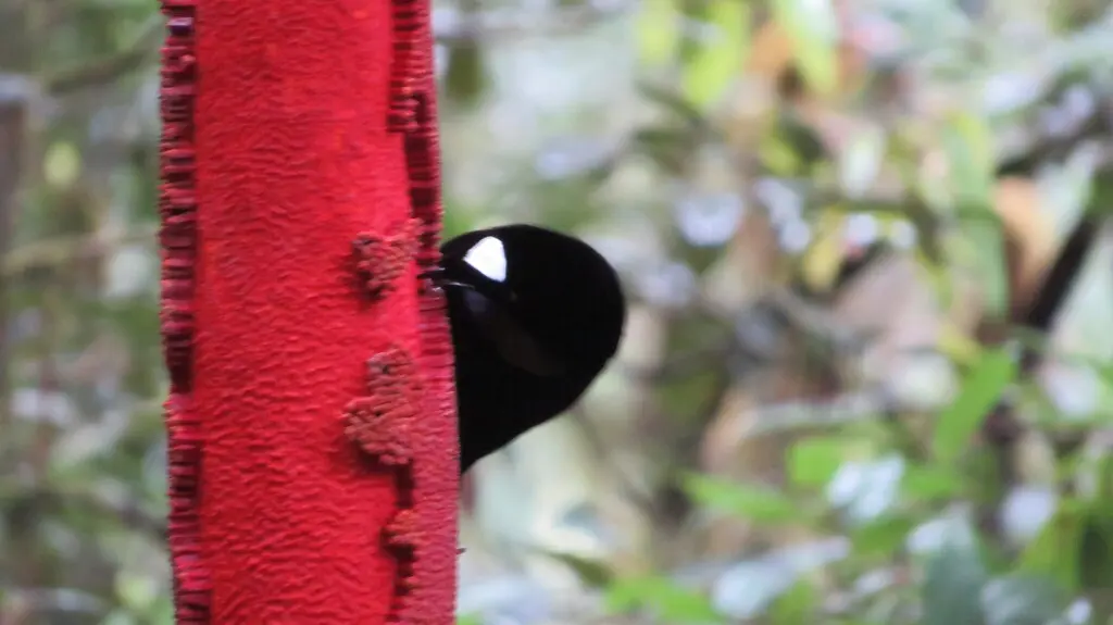 阿法六线风鸟(Parotia sefilata)