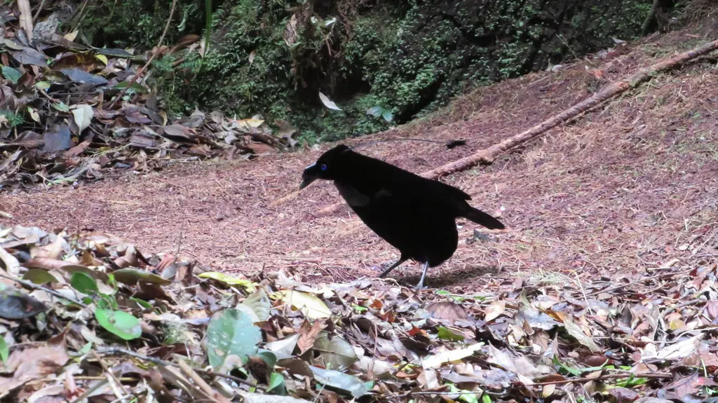 阿法六线风鸟(Parotia sefilata)