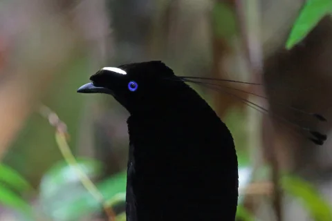 阿法六线风鸟