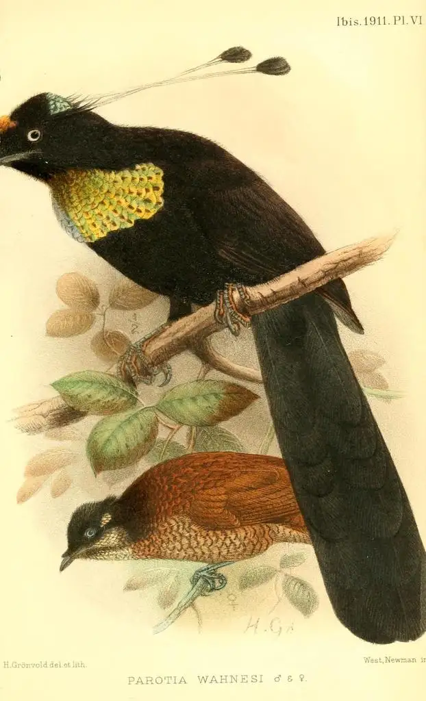 瓦氏六线风鸟(Parotia wahnesi)