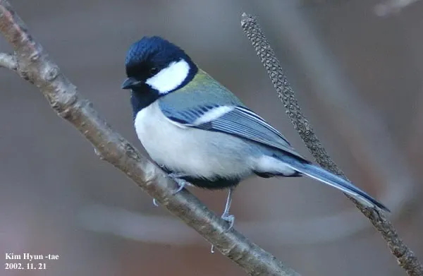 大山雀(Parus cinereus)