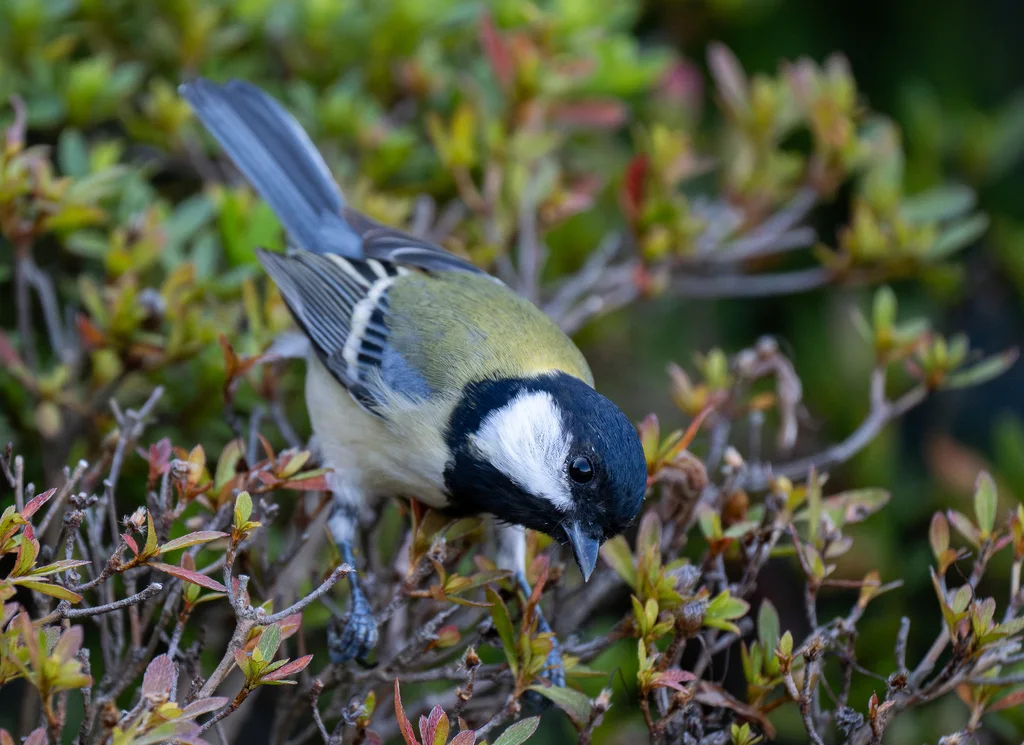 大山雀(Parus cinereus)