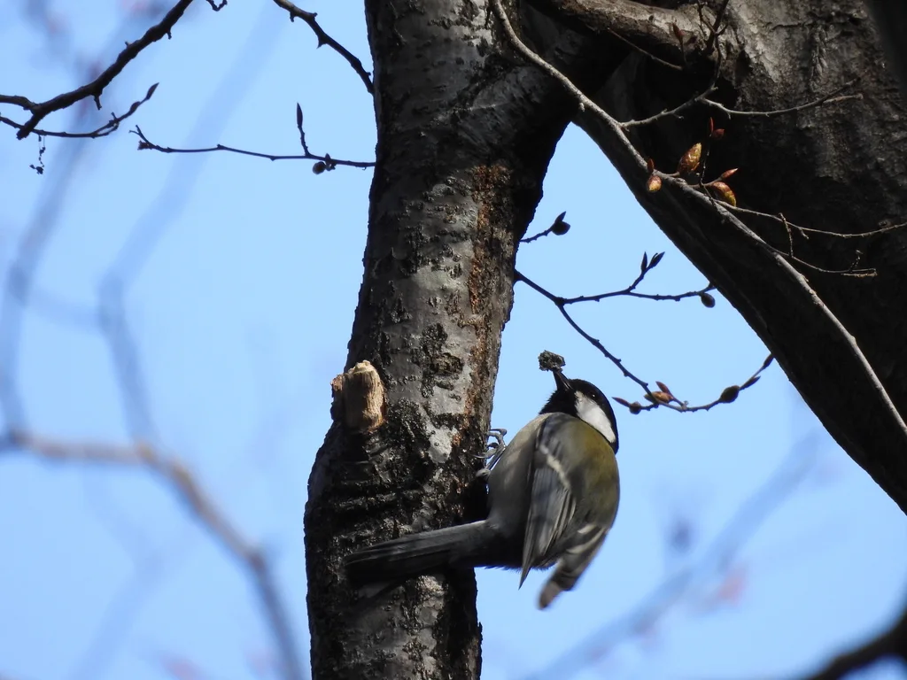 大山雀(Parus cinereus)