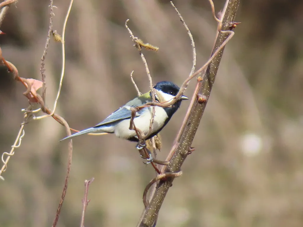大山雀(Parus cinereus)