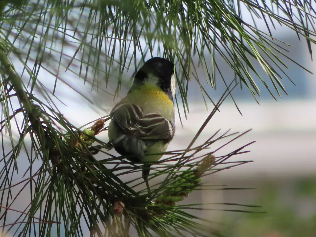 大山雀(Parus cinereus)