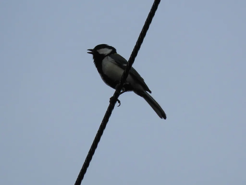 大山雀(Parus cinereus)