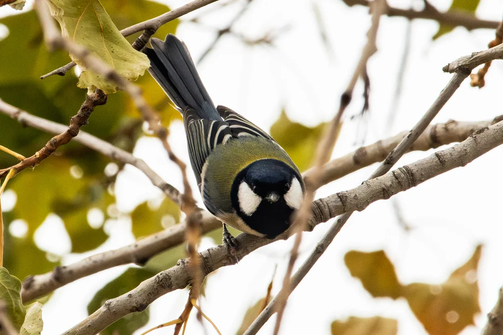 大山雀(Parus cinereus)