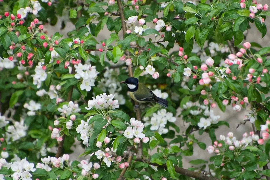 欧亚大山雀(Parus major)