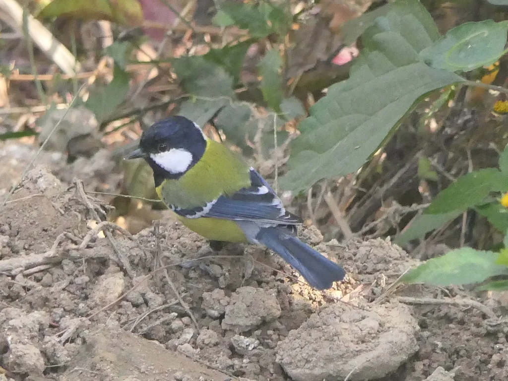 绿背山雀(Parus monticolus)