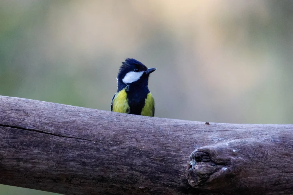 绿背山雀(Parus monticolus)