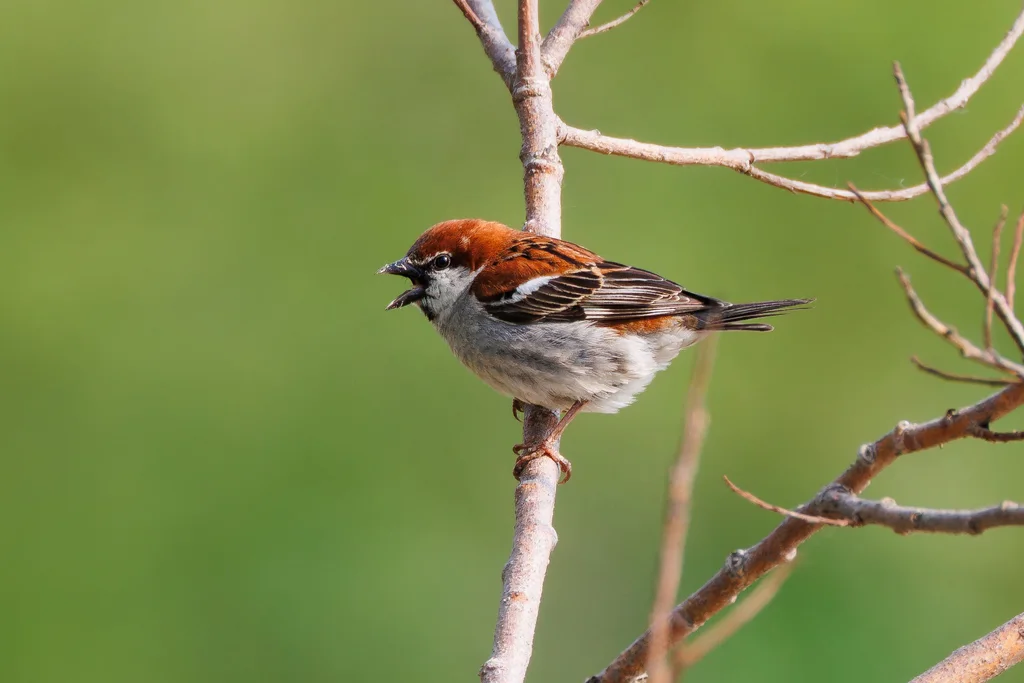 山麻雀(Passer cinnamomeus)
