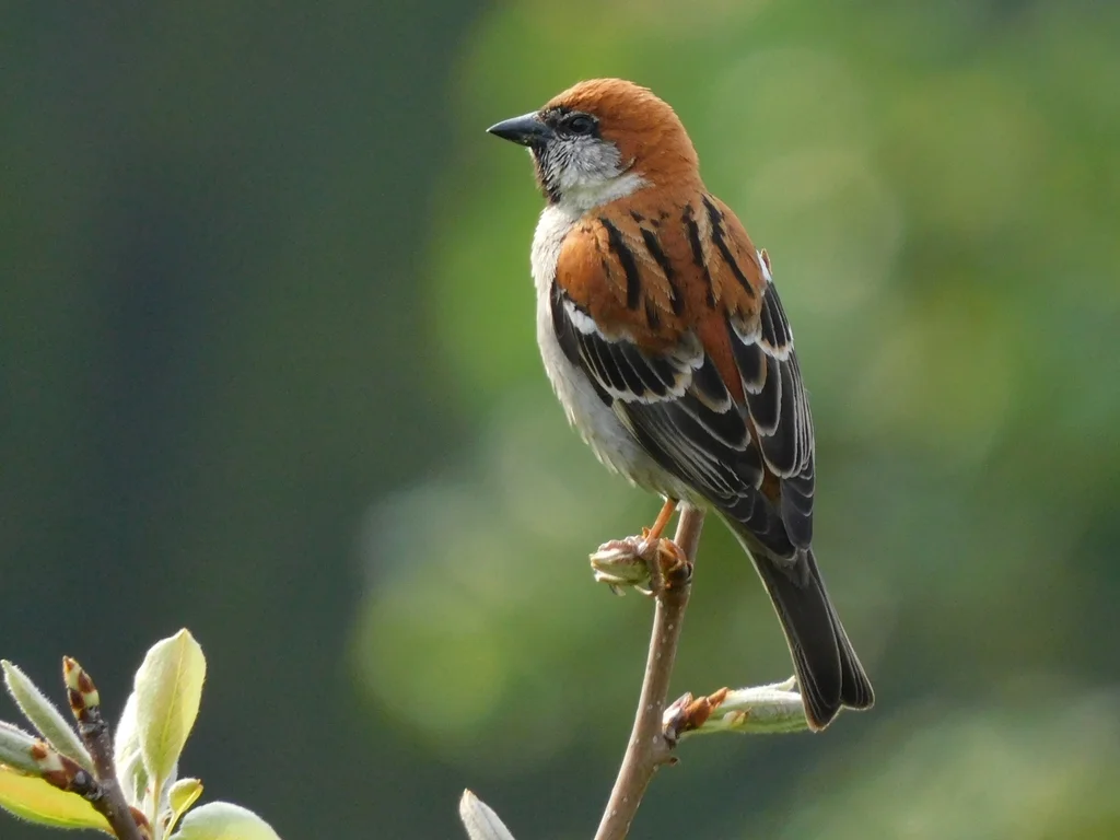 山麻雀(Passer cinnamomeus)
