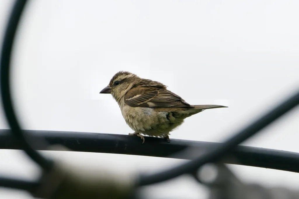 山麻雀(Passer cinnamomeus)