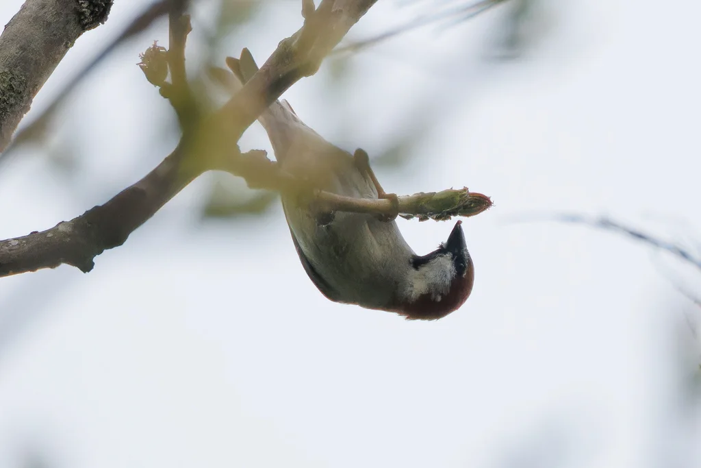 山麻雀(Passer cinnamomeus)