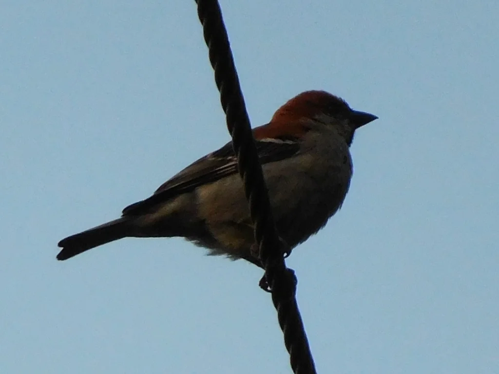 山麻雀(Passer cinnamomeus)
