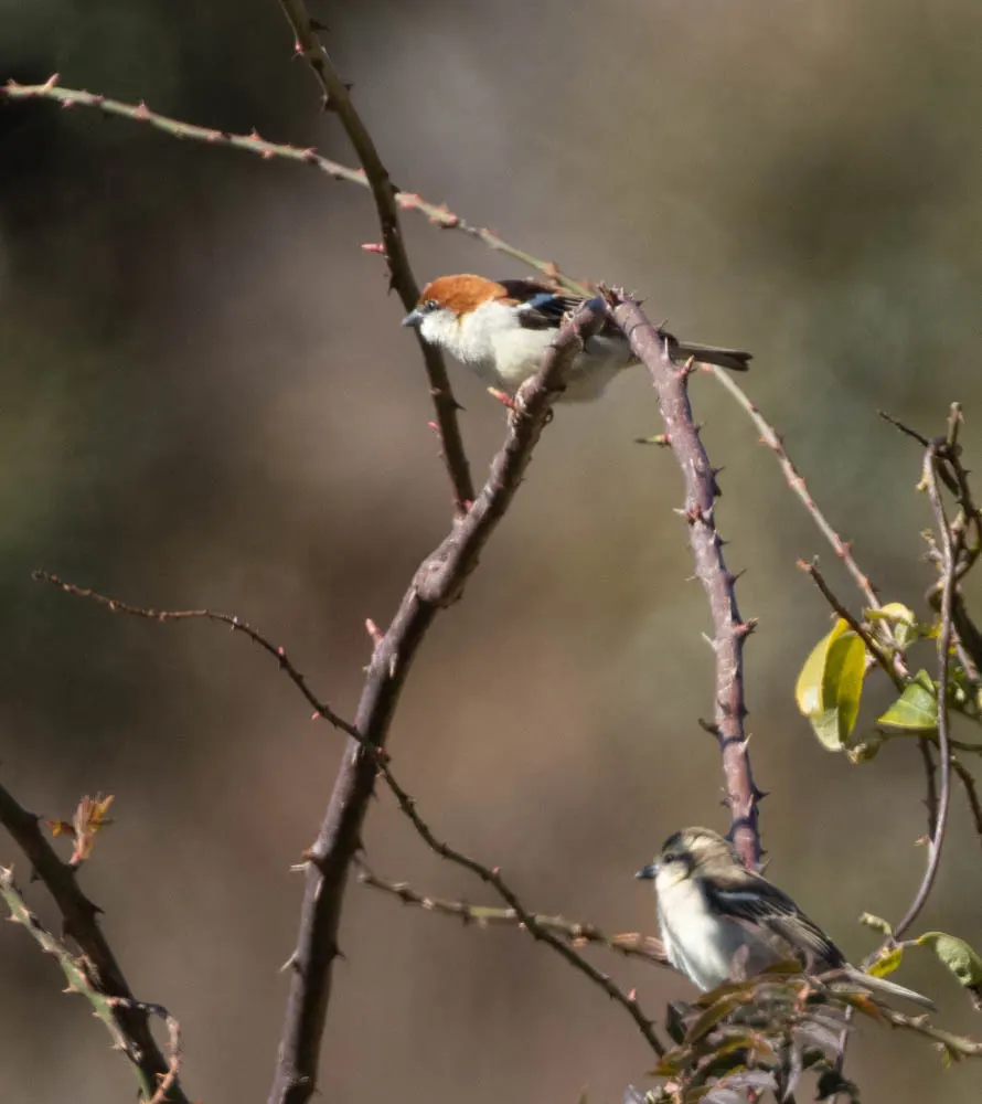 山麻雀(Passer cinnamomeus)