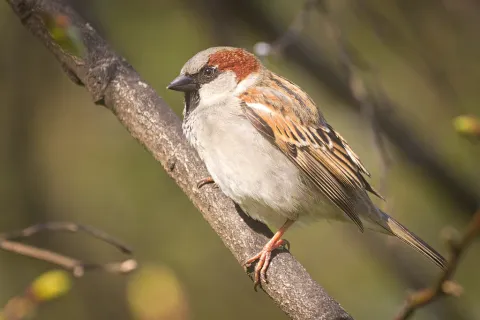 家麻雀