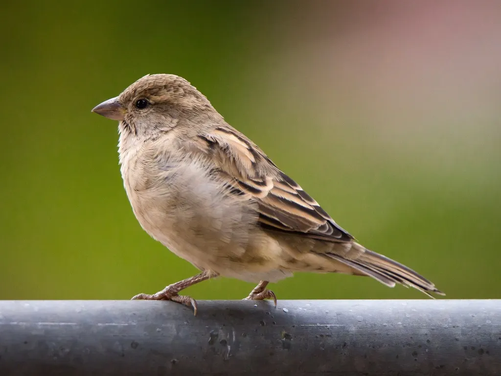 家麻雀(Passer domesticus)