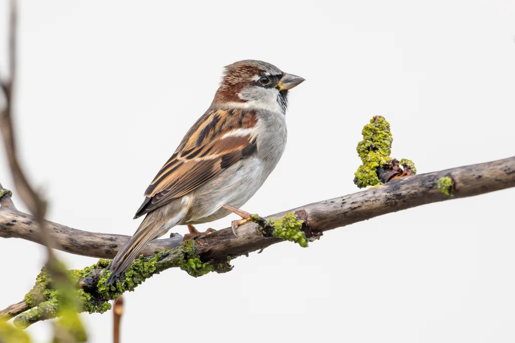 家麻雀(Passer domesticus)