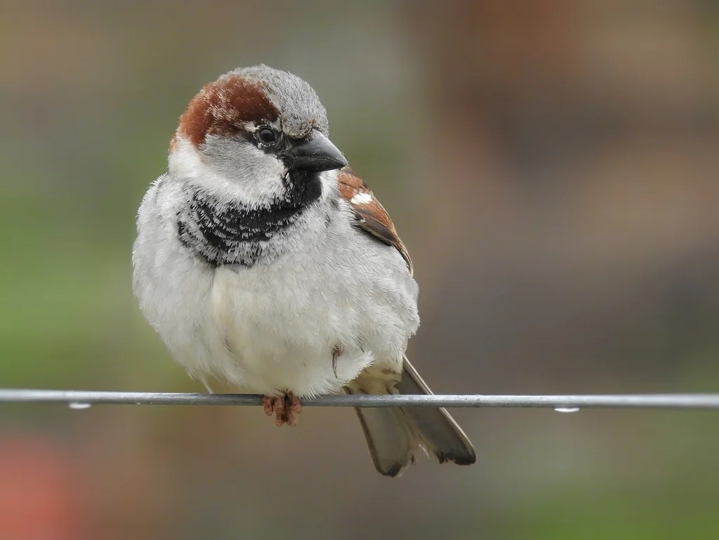 家麻雀(Passer domesticus)