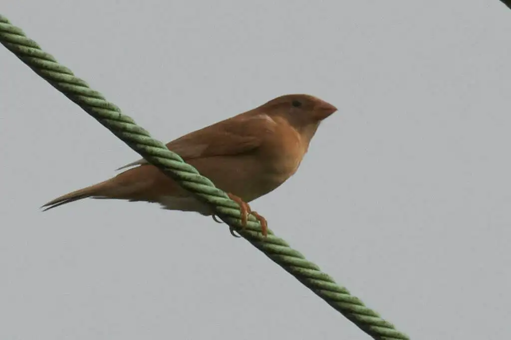 家麻雀(Passer domesticus)