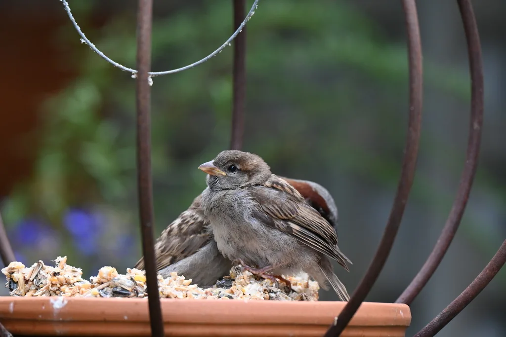 家麻雀(Passer domesticus)