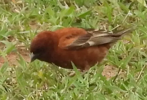 栗麻雀(Passer eminibey)