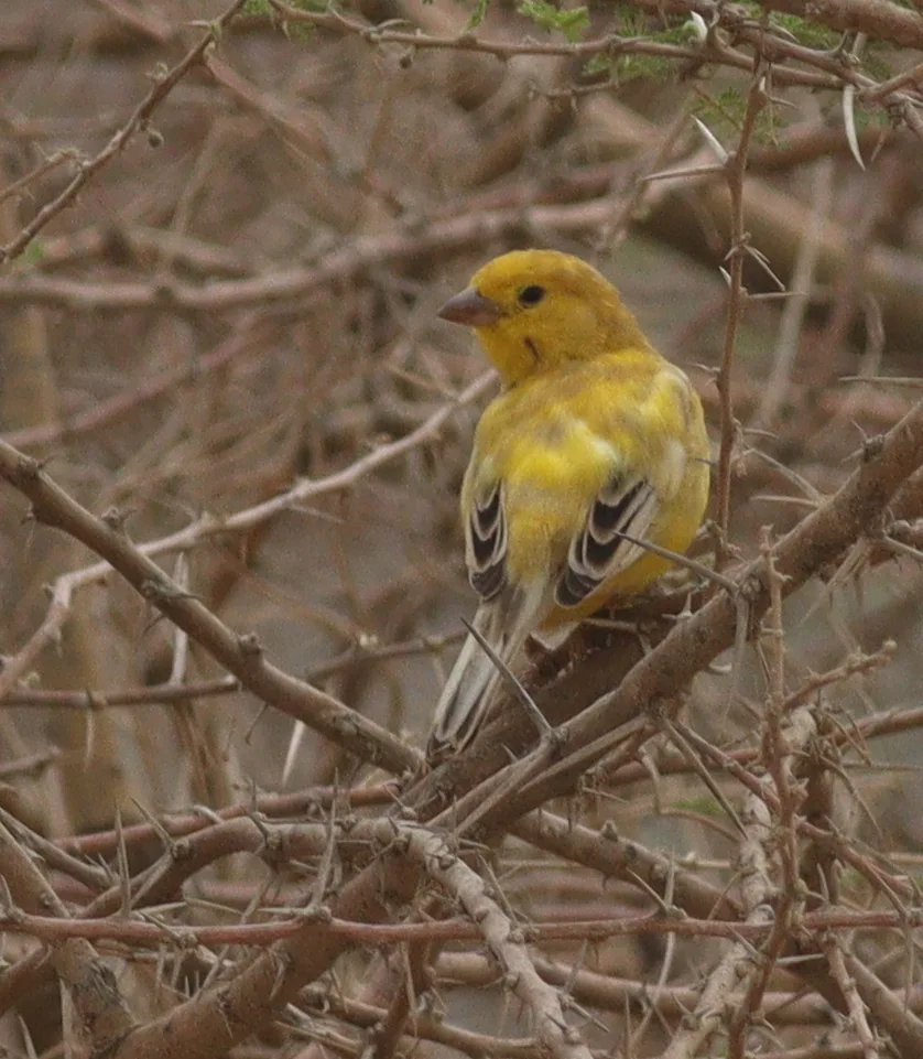 阿拉伯金麻雀(Passer euchlorus)