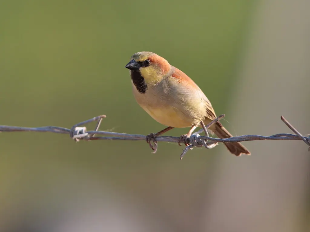 黄腹麻雀(Passer flaveolus)