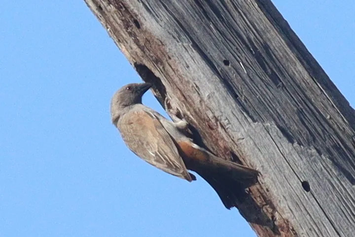 鹦嘴麻雀(Passer gongonensis)