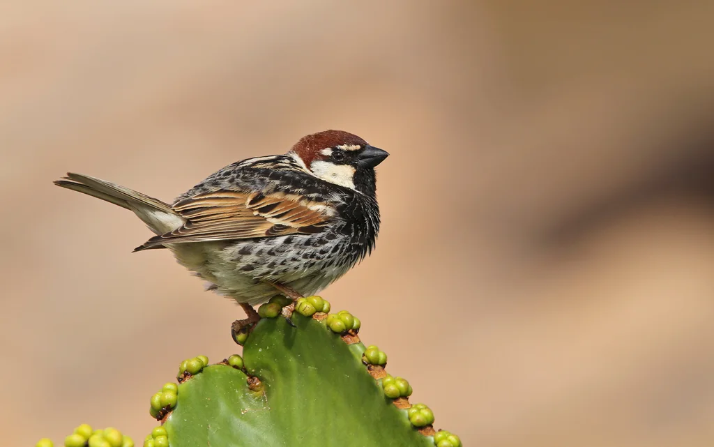 黑胸麻雀(Passer hispaniolensis)