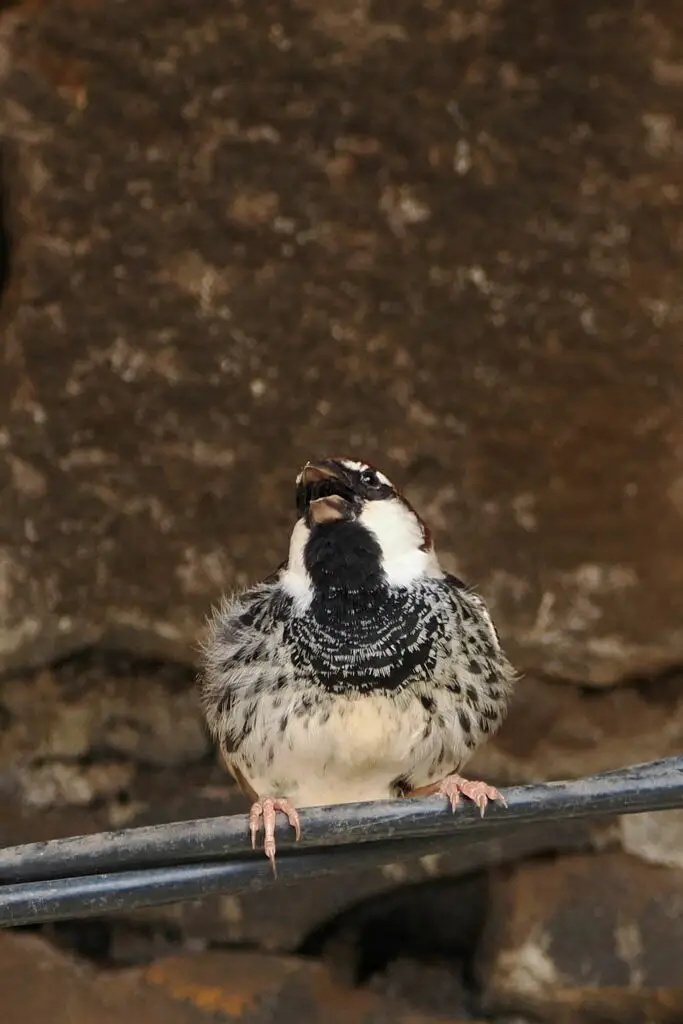 黑胸麻雀(Passer hispaniolensis)