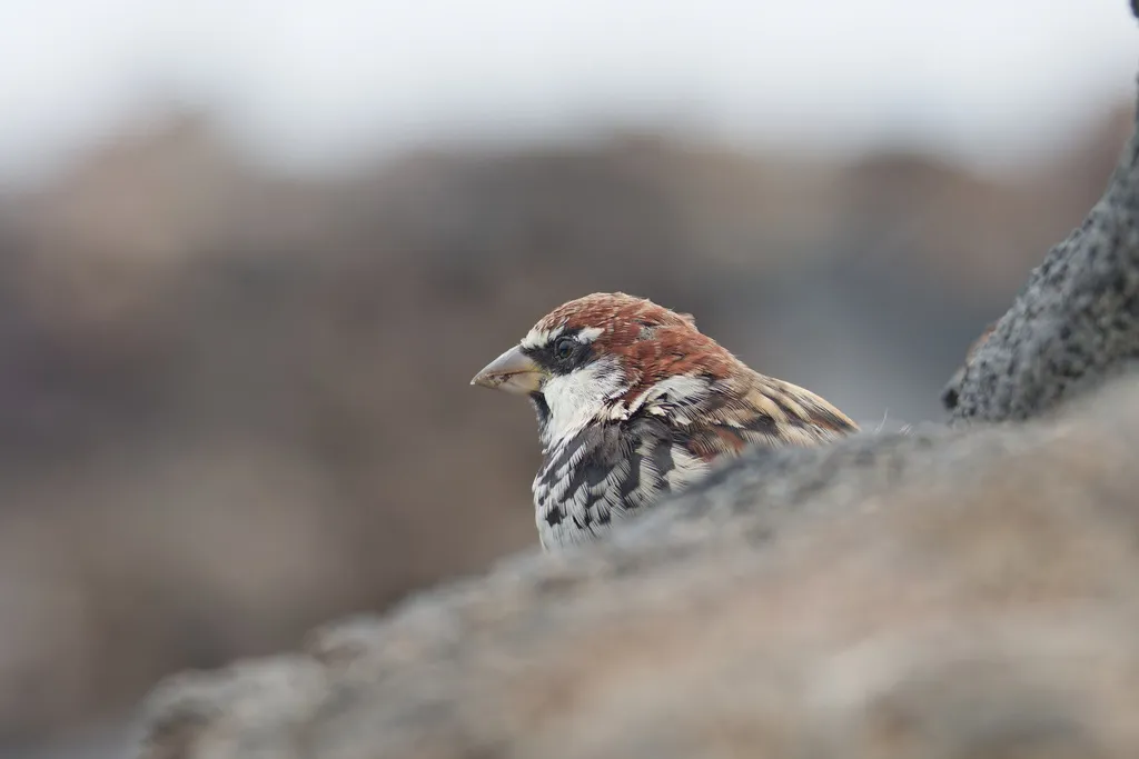 黑胸麻雀(Passer hispaniolensis)
