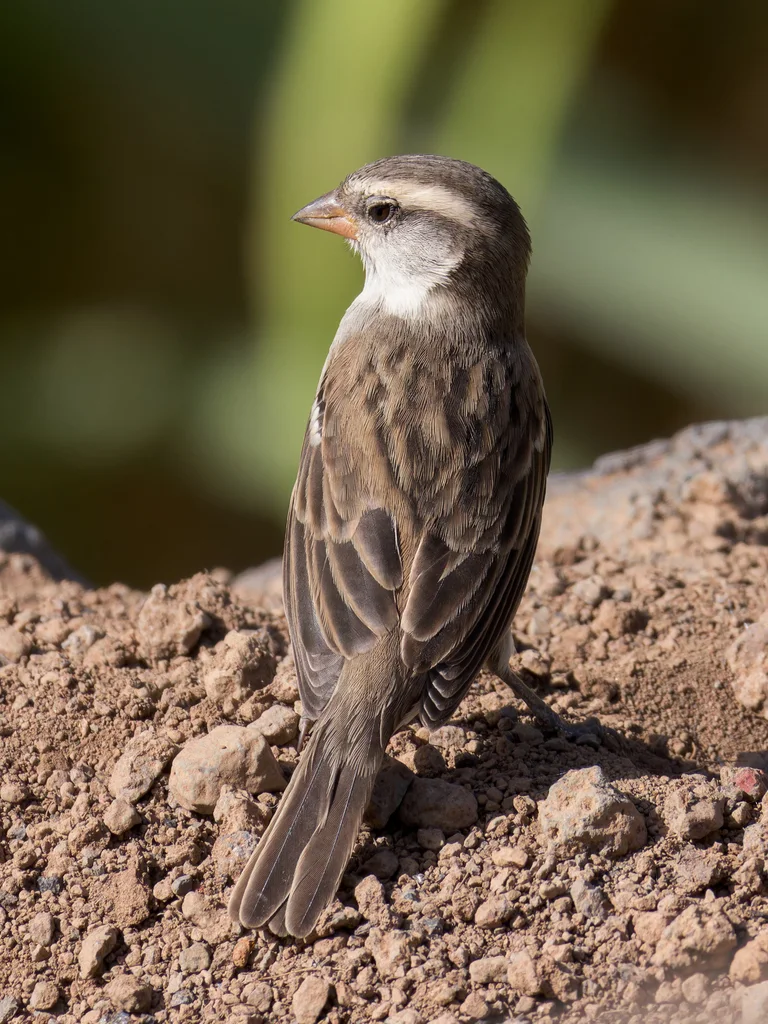 棕背麻雀(Passer iagoensis)