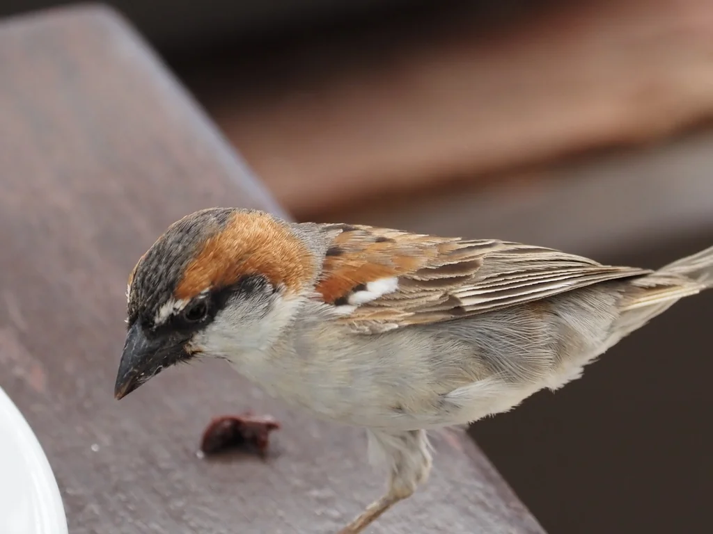 棕背麻雀(Passer iagoensis)