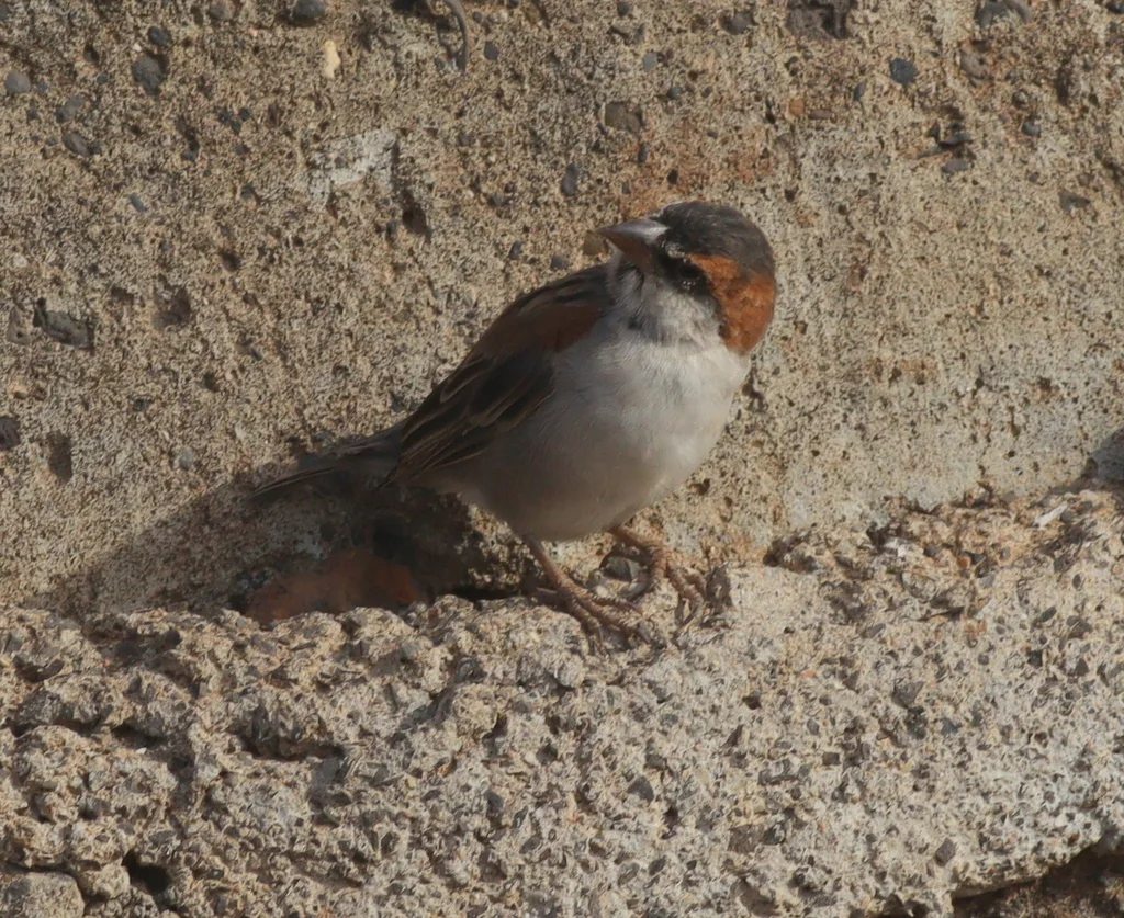棕背麻雀(Passer iagoensis)