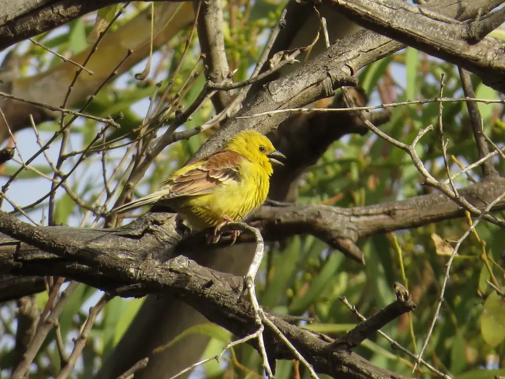 金麻雀(Passer luteus)