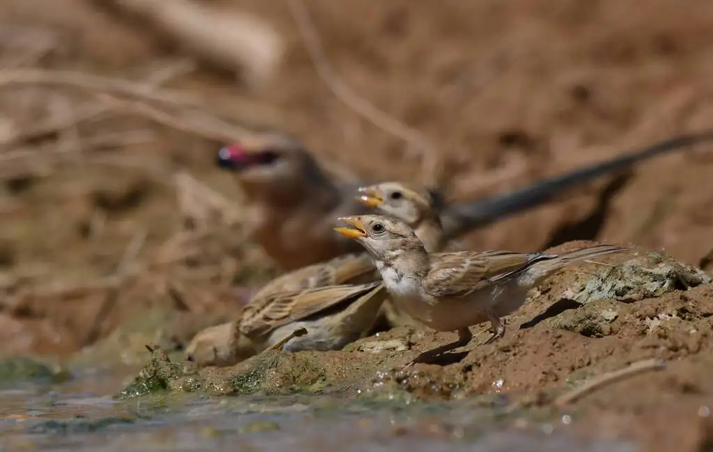 金麻雀(Passer luteus)
