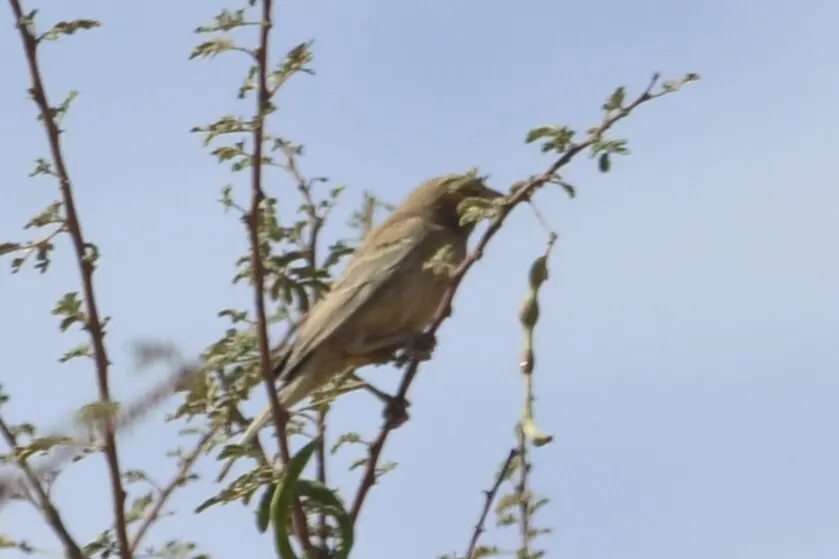 金麻雀(Passer luteus)