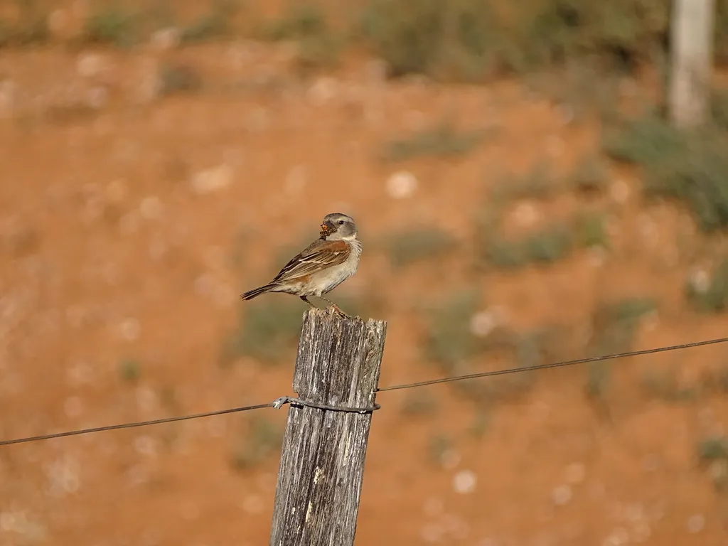 南非麻雀(Passer melanurus)