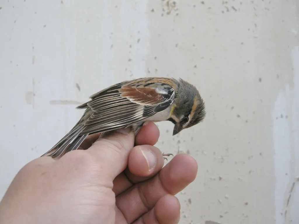 死海麻雀(Passer moabiticus)