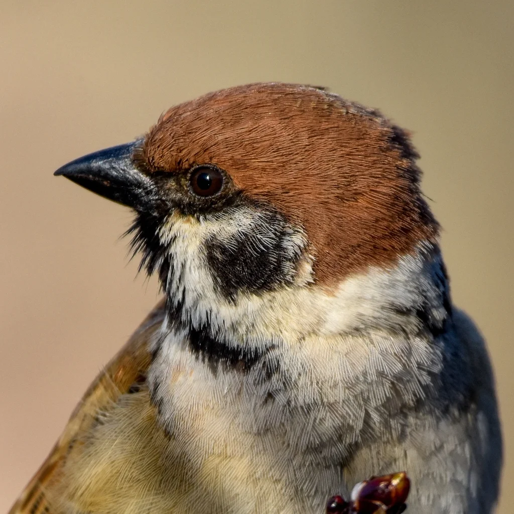 麻雀（Passer montanus）