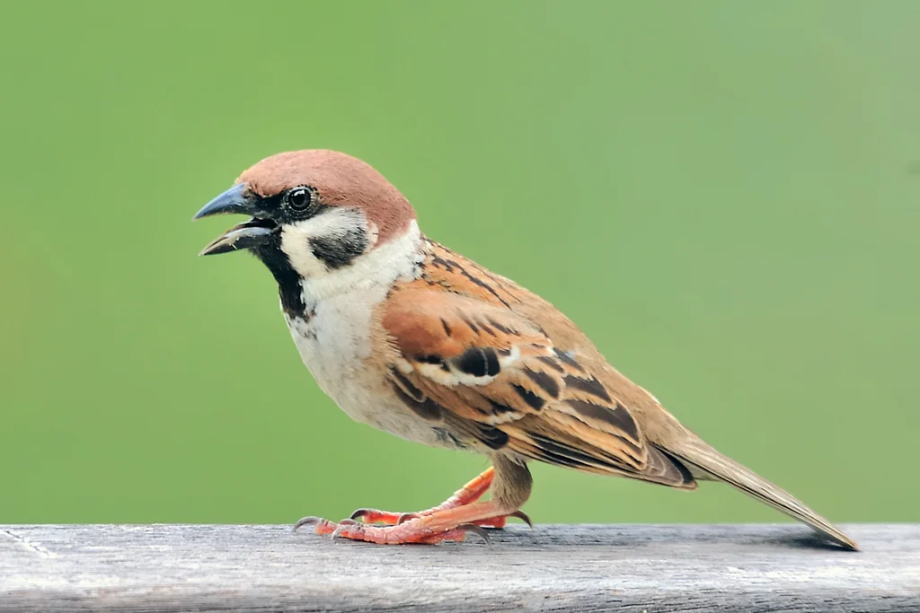 麻雀（Passer montanus）