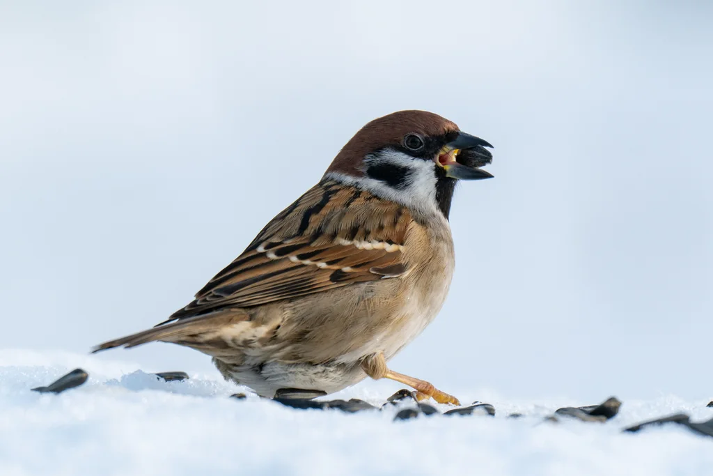 麻雀（Passer montanus）
