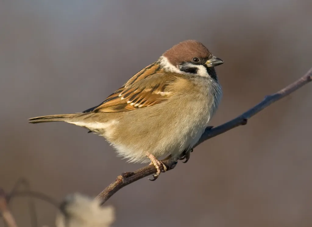 麻雀（Passer montanus）
