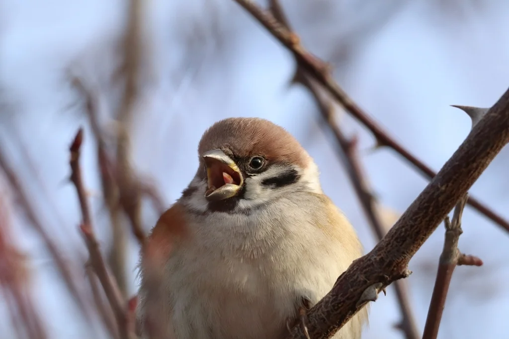 麻雀（Passer montanus）