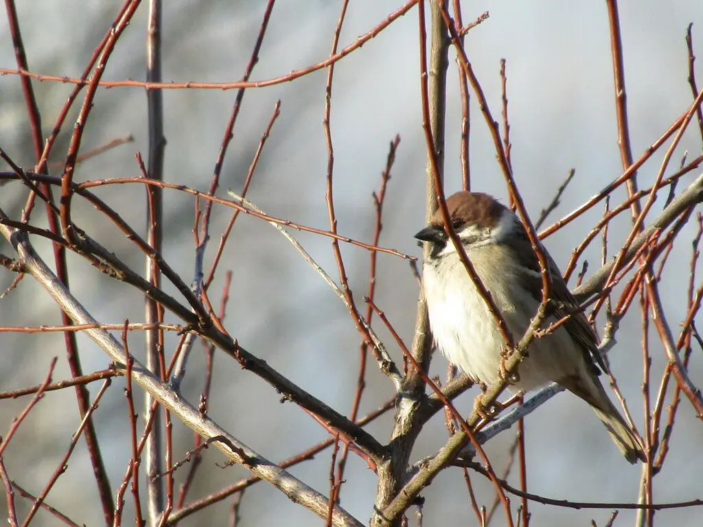 麻雀（Passer montanus）