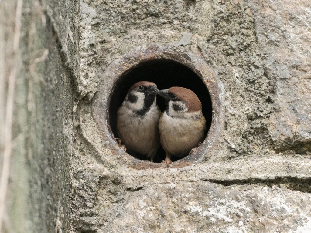 麻雀（Passer montanus）